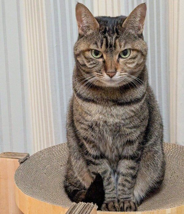 爪とぎ器の上に座るたまちゃん