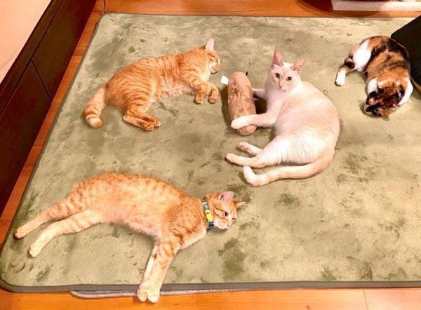 くつろぐ猫