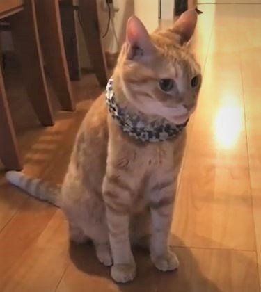 猫のチャーボくん