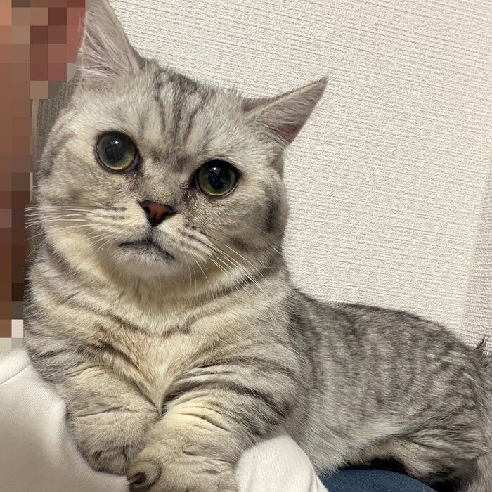 肩に乗るしらすおろしくん