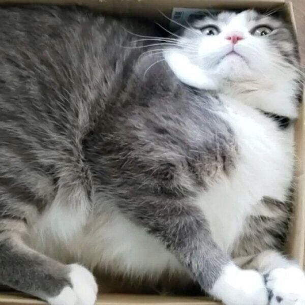ダンボールにみっちりと体をねじ込むシオくん