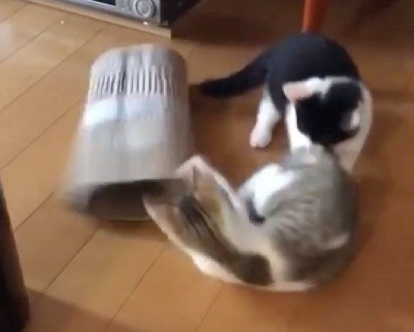 筒で遊ぶ猫