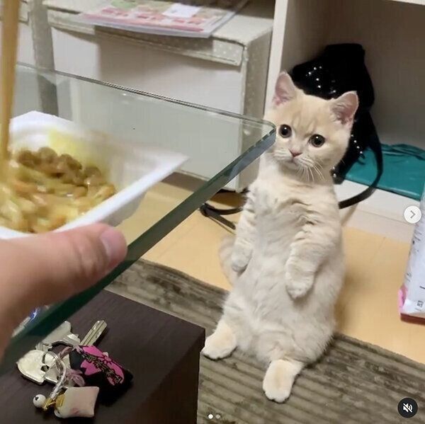 納豆を見つめるむぎくん