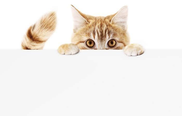 顔を出す猫