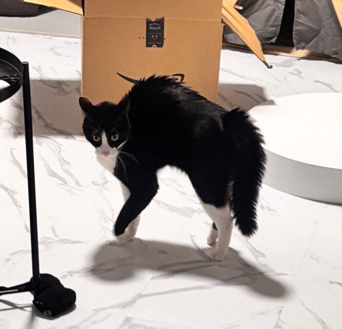 こちらも、“強やんのかポーズ”をするしゃちくん