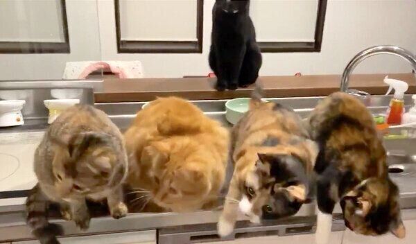 動きがシンクロする猫ちゃんたち