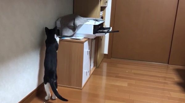 プリンターに興味津々の猫