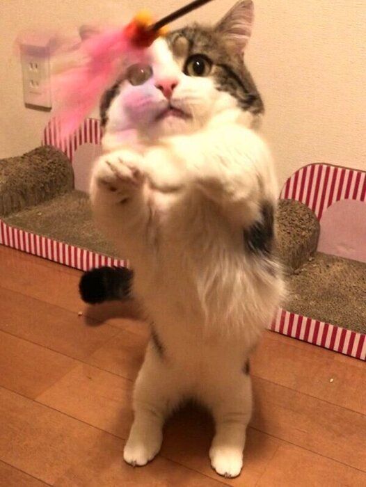 じゃらしで遊ぶライちゃん