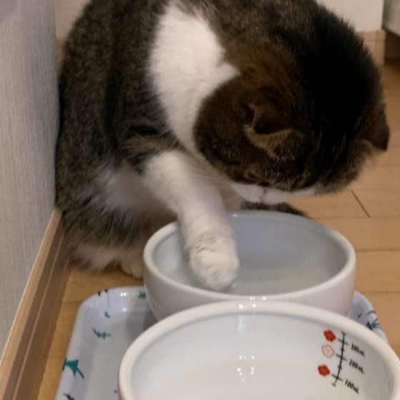 水の中に手を入れる猫(スコティッシュフォールド、メス)