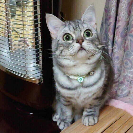 驚くアメショー。うめ