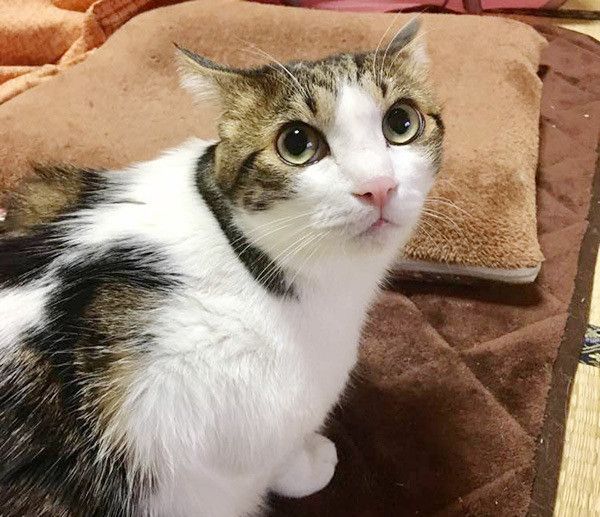 見つめる猫