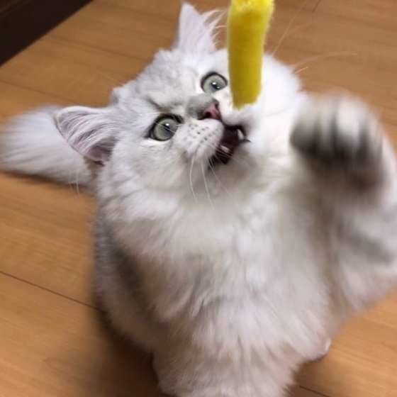 遊ぶペルシャ