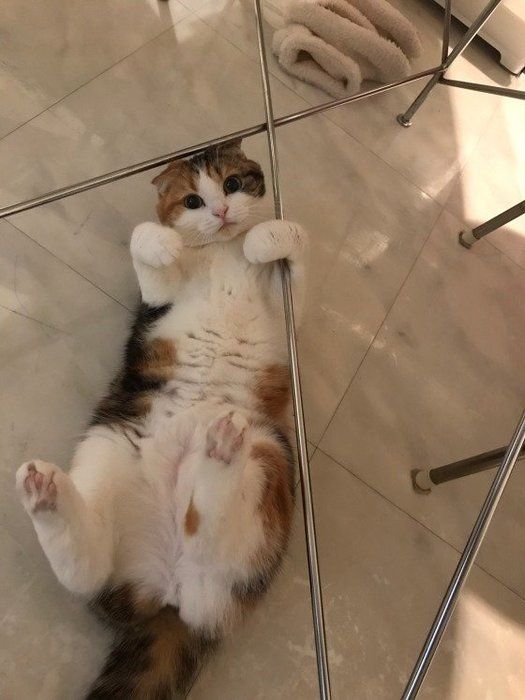棒につかまりポーズ♪スコティッシュフォールドのコロン
