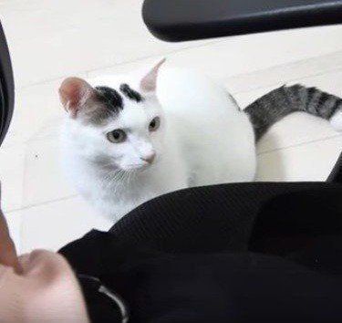 猫 チロ