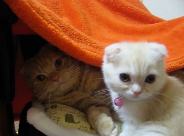 2匹の猫
