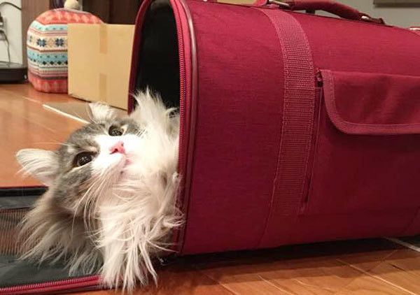 見上げるノルウェージアンフォレストキャット