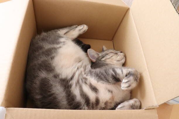 段ボール箱の中で寝ている猫。