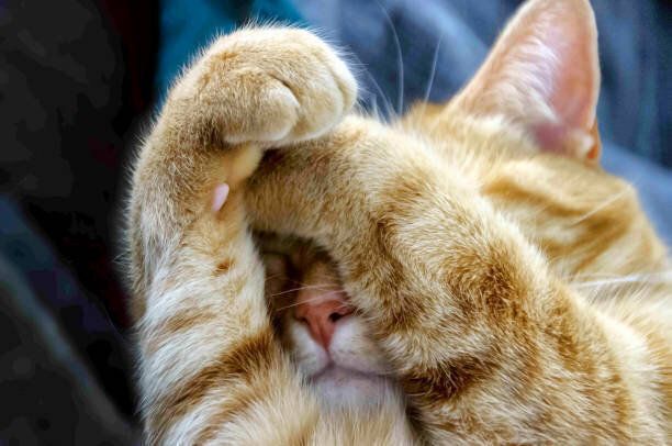 かわいいオレンジ色の猫の足で顔を覆っています。
