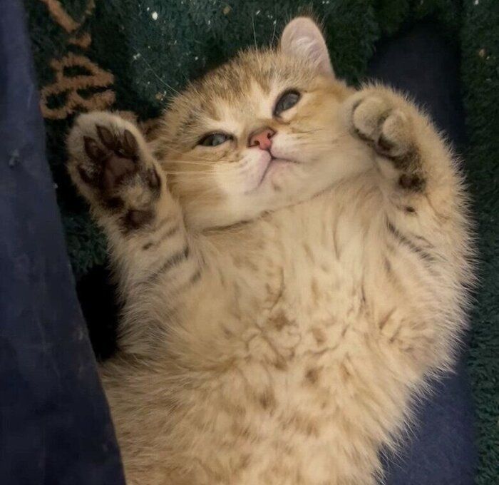 ヘソ天するべべくん