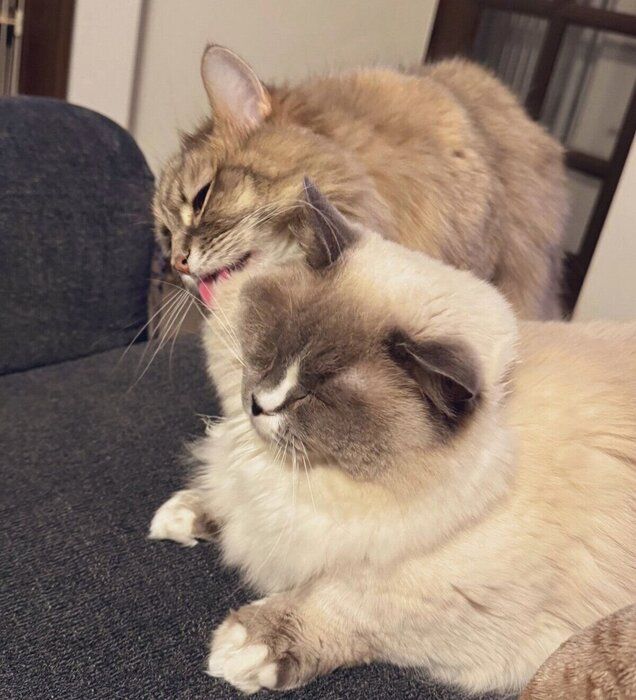 ココくんの毛繕いをするビビちゃん