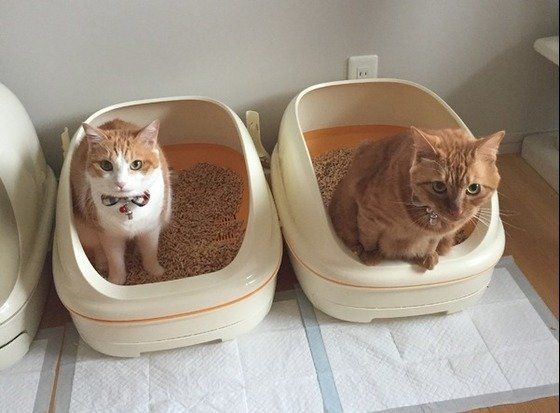 一緒にトイレ