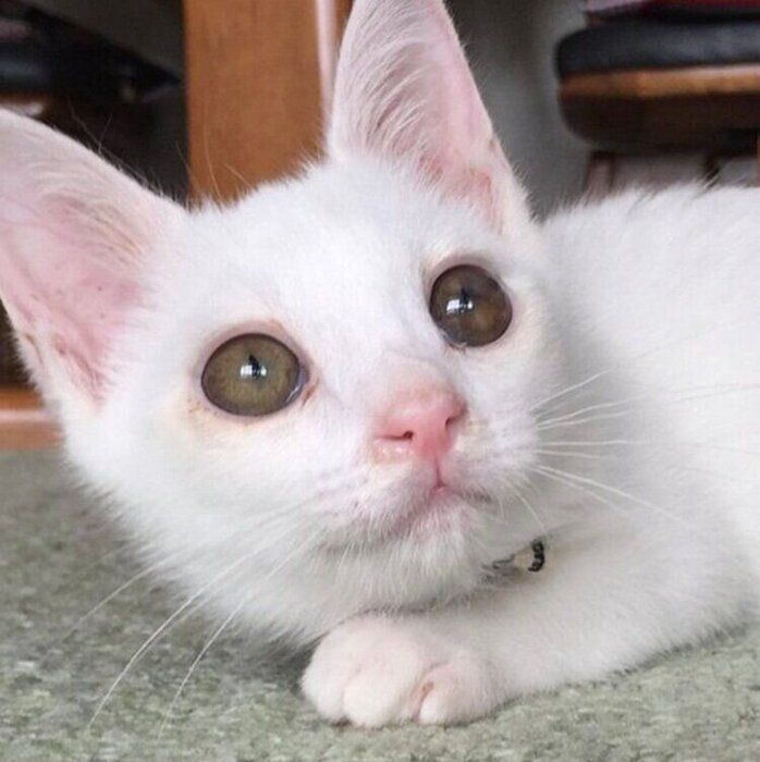 子猫時代のリリーちゃん