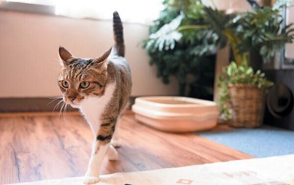 歩く猫