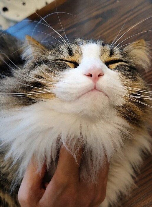 顎を撫でられているノルウェージャンフォレストキャット