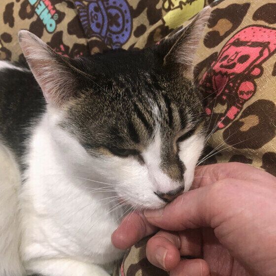 あごのせする黒白猫