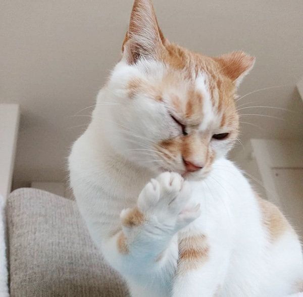 毛づくろいする猫