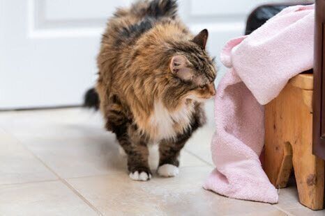 歩く猫