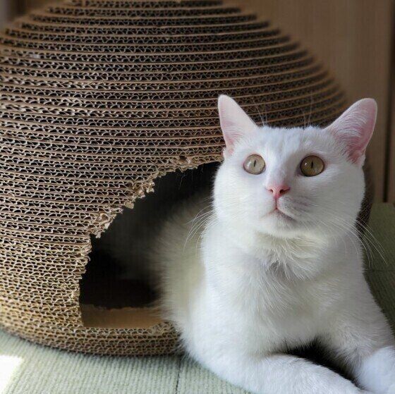 ちぐらでくつろぐ白猫