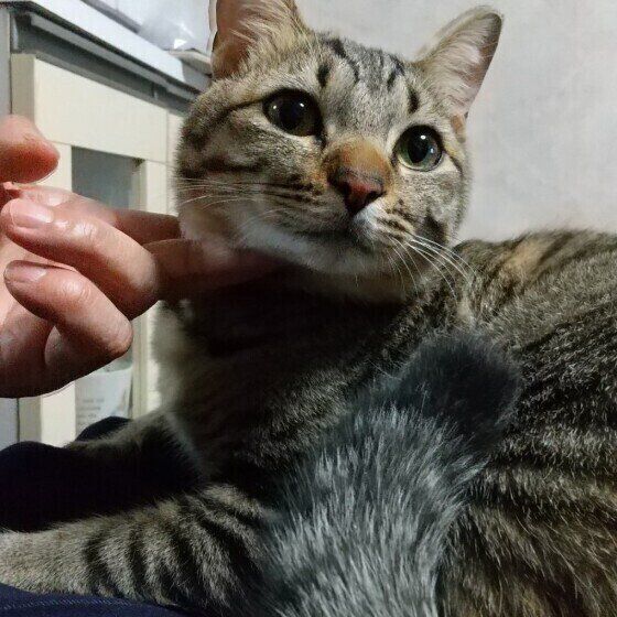 飼主さんに甘える猫(オス)
