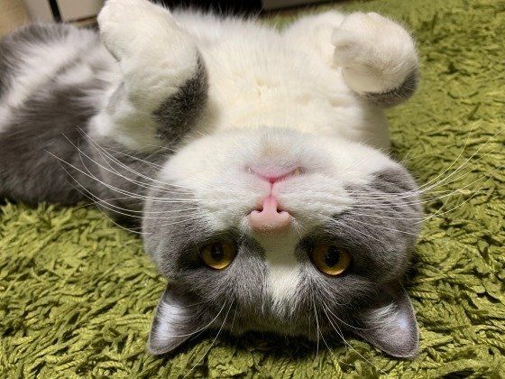 寝転がるブリティッシュショートヘア