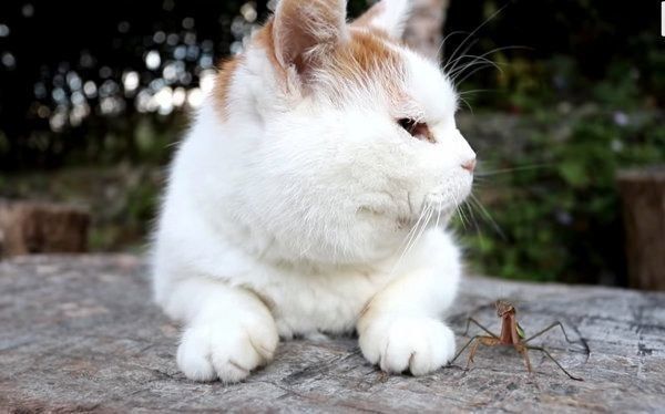 カマキリと猫