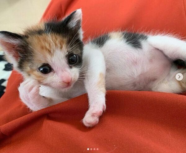 くつろぐめんまちゃん