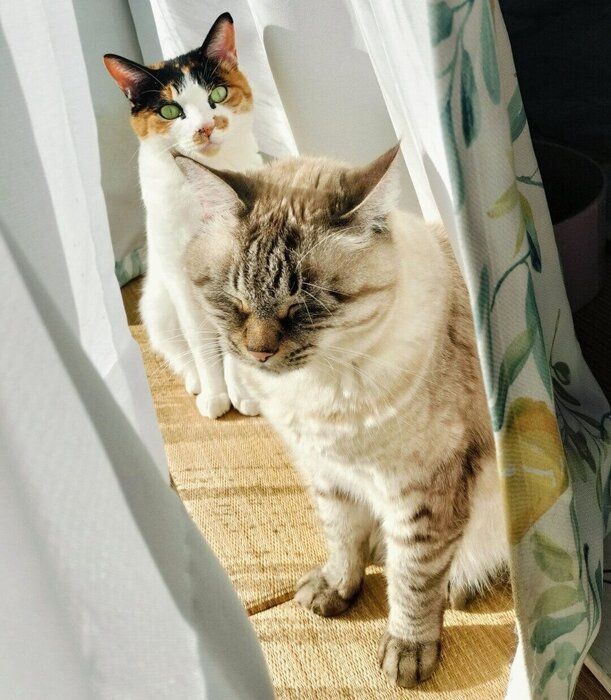 日向ぼっこするつむぎちゃん、こむぎちゃん