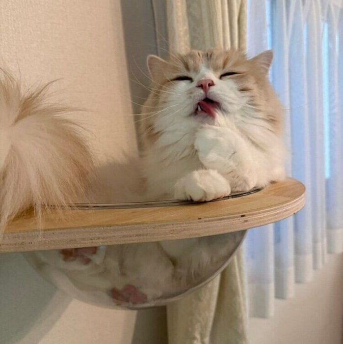 毛づくろいをするねぎまくん