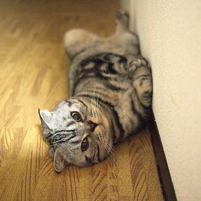 @tacos_cat
