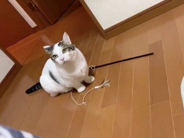 「遊んで」と訴える豆大福ちゃん