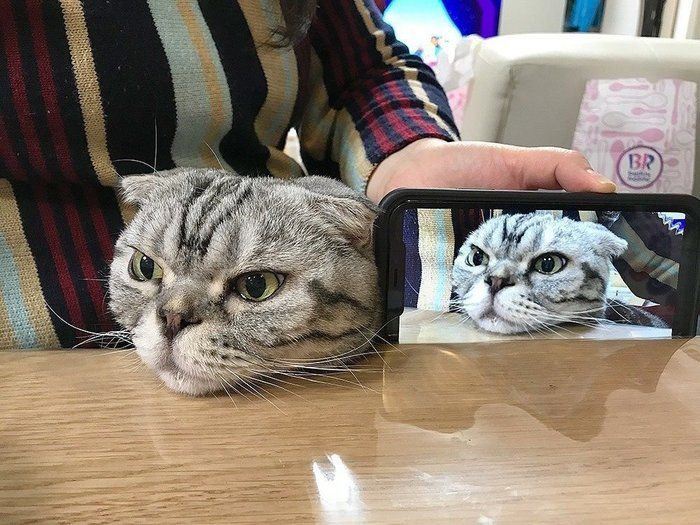 @tacos_cat