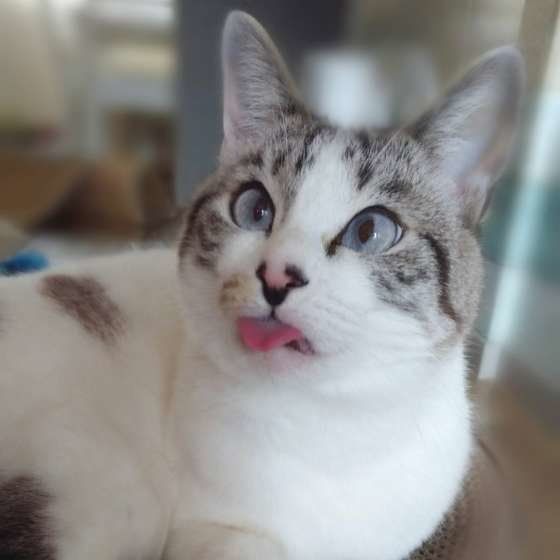 舌を出す猫