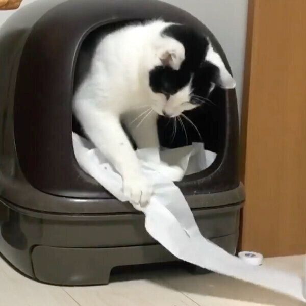 トイレットペーパーで遊ぶいくらくん