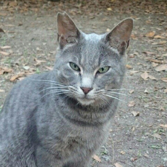 ノラ猫2