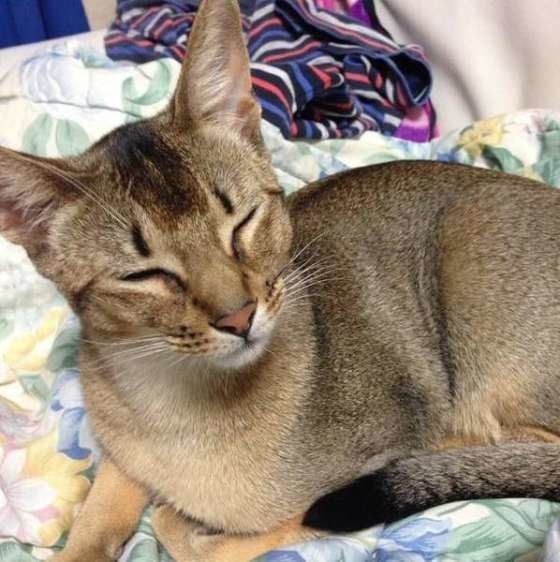 眠そうなアビシニアン