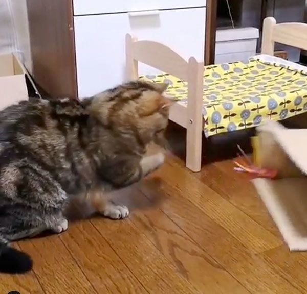 箱に入りたい寅次郎くん