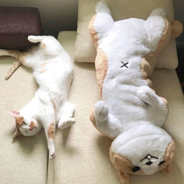 寝転がる猫