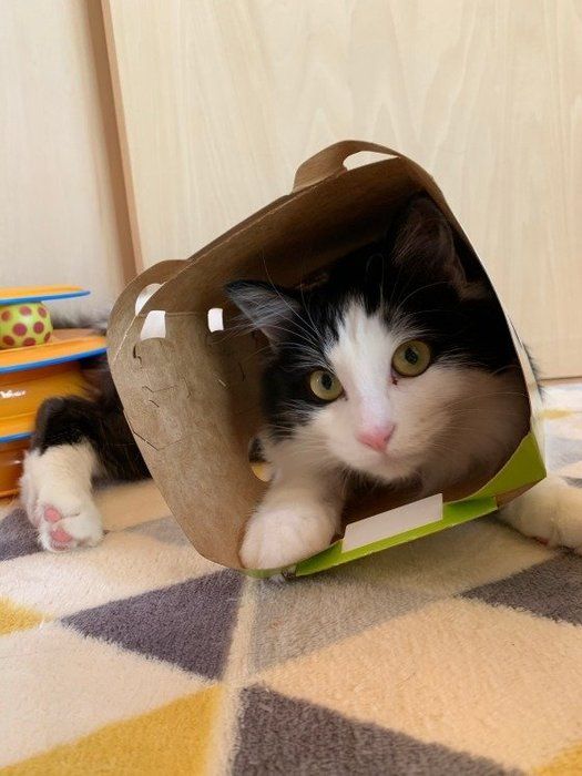 箱に入って遊ぶ猫