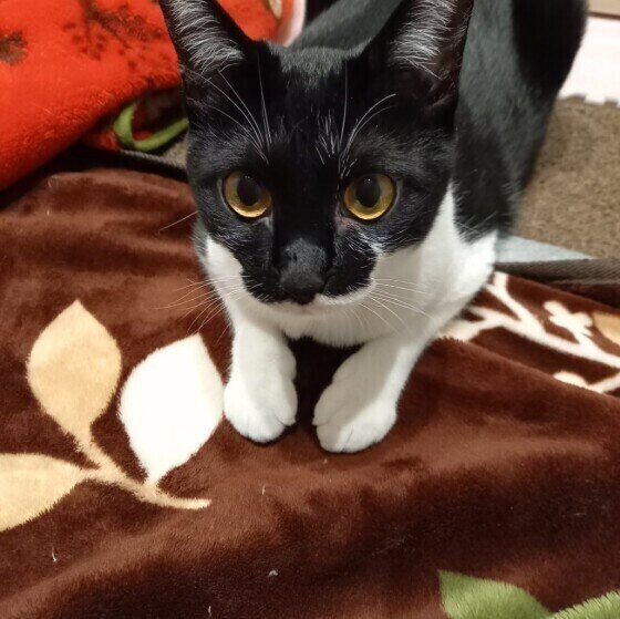 見つめる猫