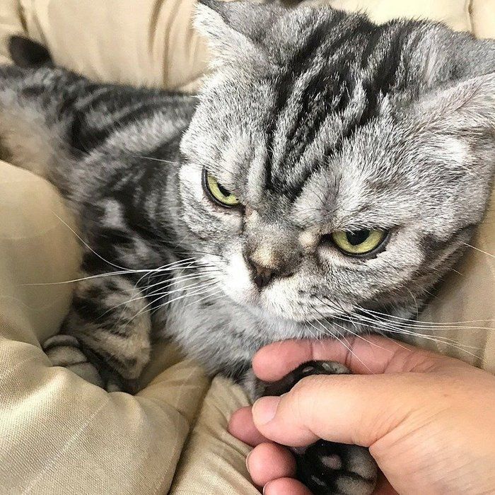 @tacos_cat